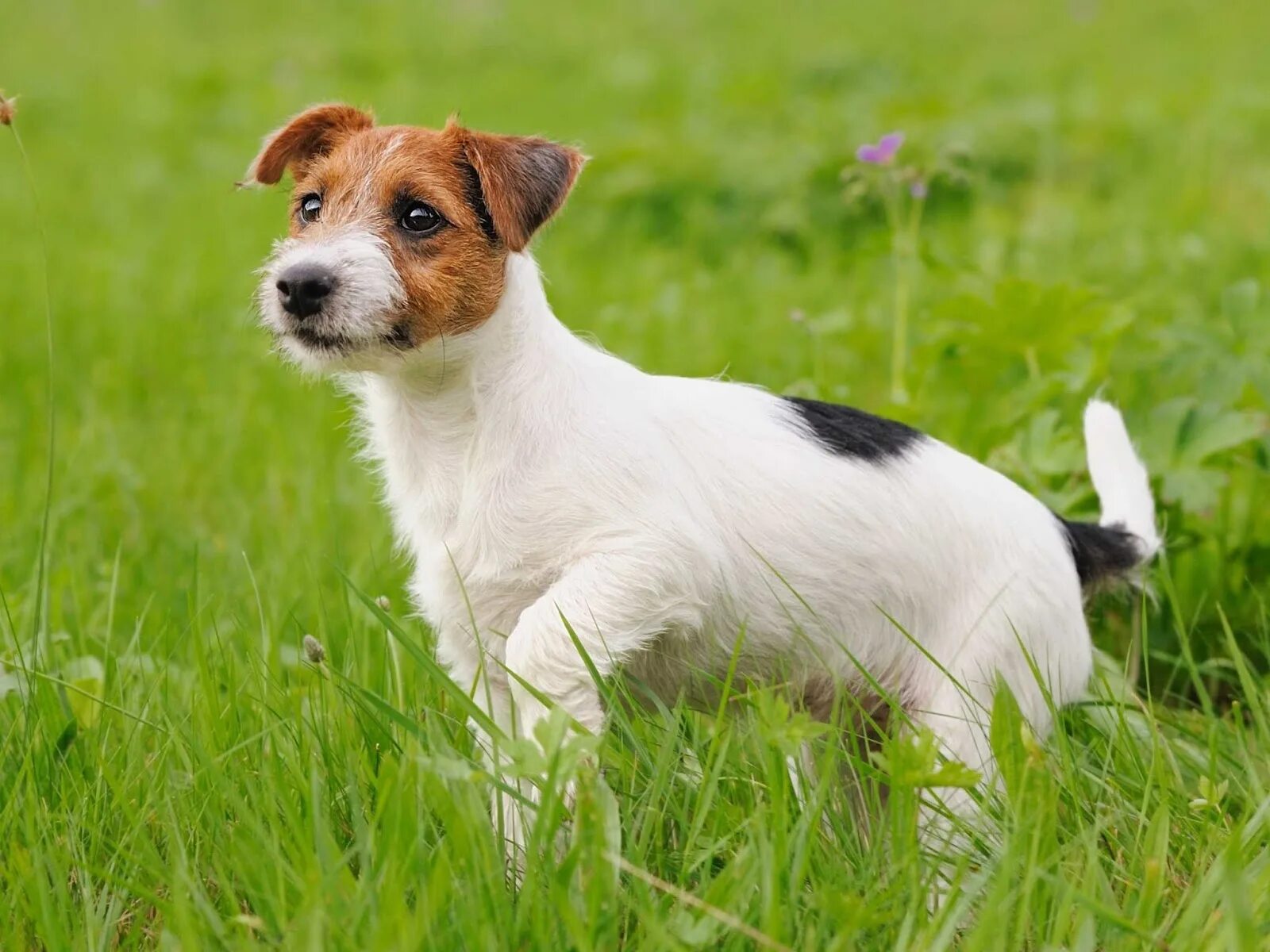 Порода джек рассел щенки фото Jack Russell Terrier Terrier Breeds Outlet www.baikalcinema.ru