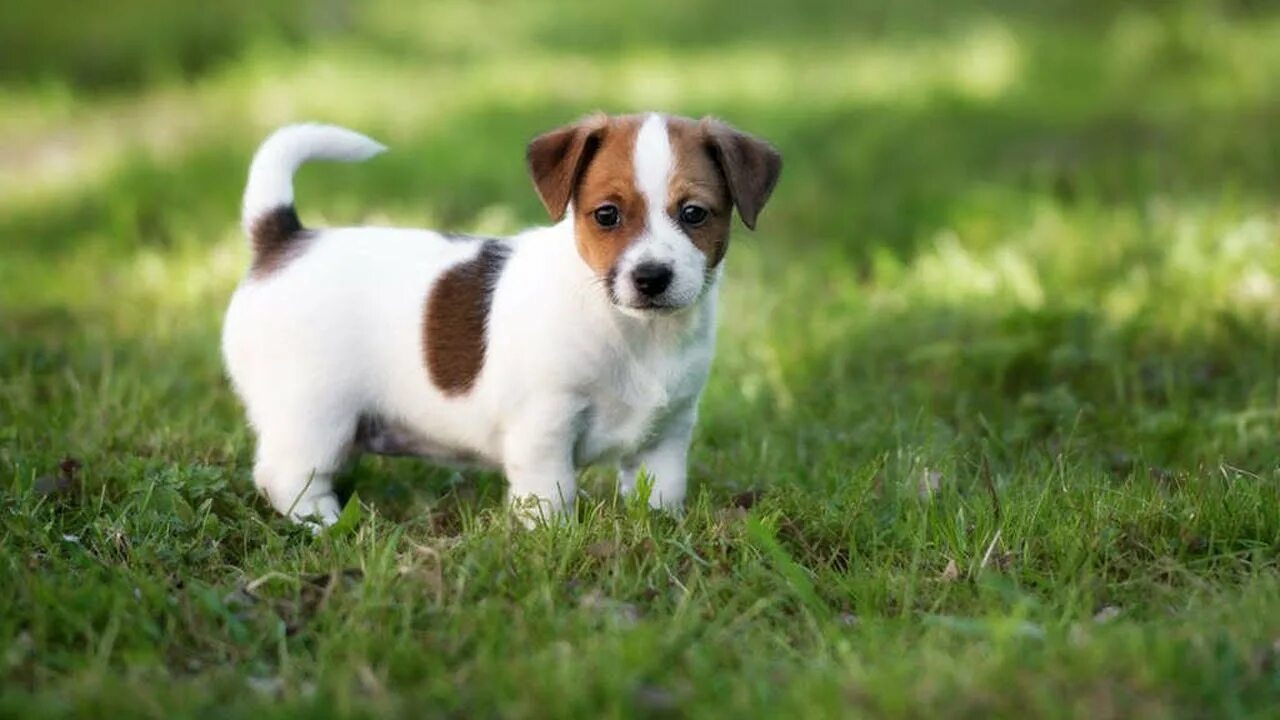 Порода джек рассел щенки фото Jack Russell Terrier Facts - Animalist - YouTube