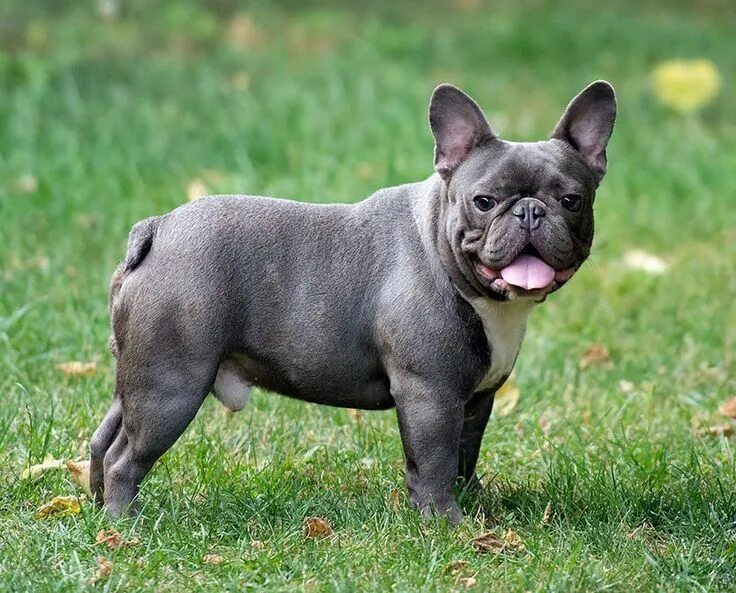 Порода французский бульдог фото Pin on french bulldog