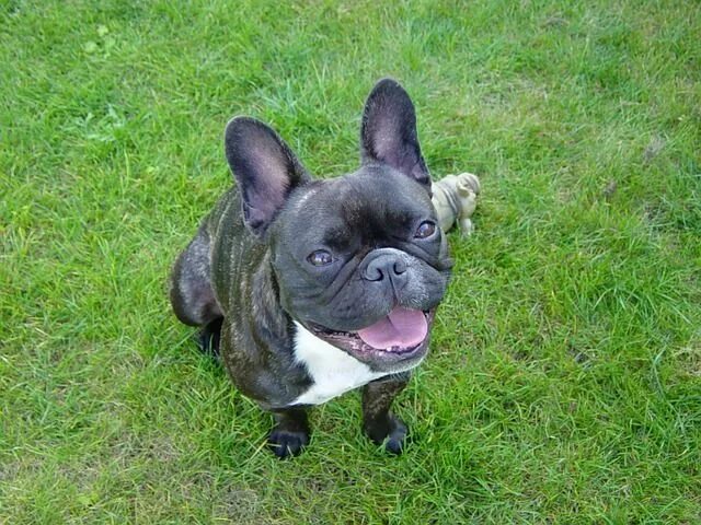 Порода французский бульдог фото Dog French Bulldog Domestic - Free photo on Pixabay Dog breeds, Dogs, Dog care