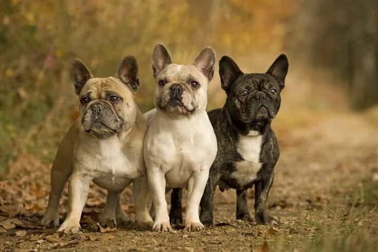 Порода французский бульдог фото November Bulldog, French bulldog, Bulldog puppies