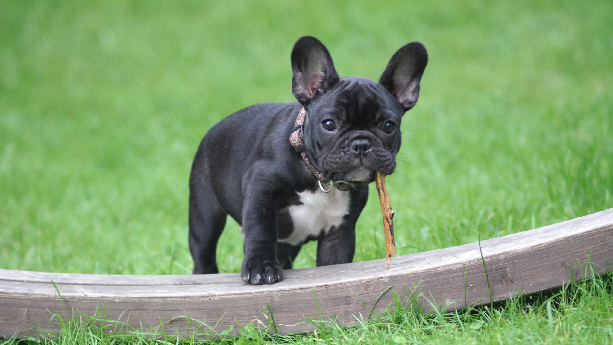 Порода французский бульдог фото Pet Insurance For French Bulldogs: A Guide - Forbes Advisor Australia