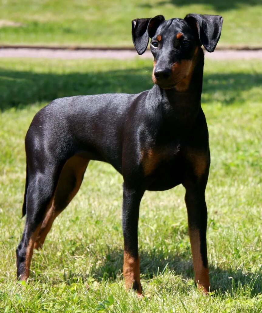 Порода гладкошерстных собак фото с названиями Manchester Terrier (Standard) Breed Guide - Learn about the Manchester Terrier (