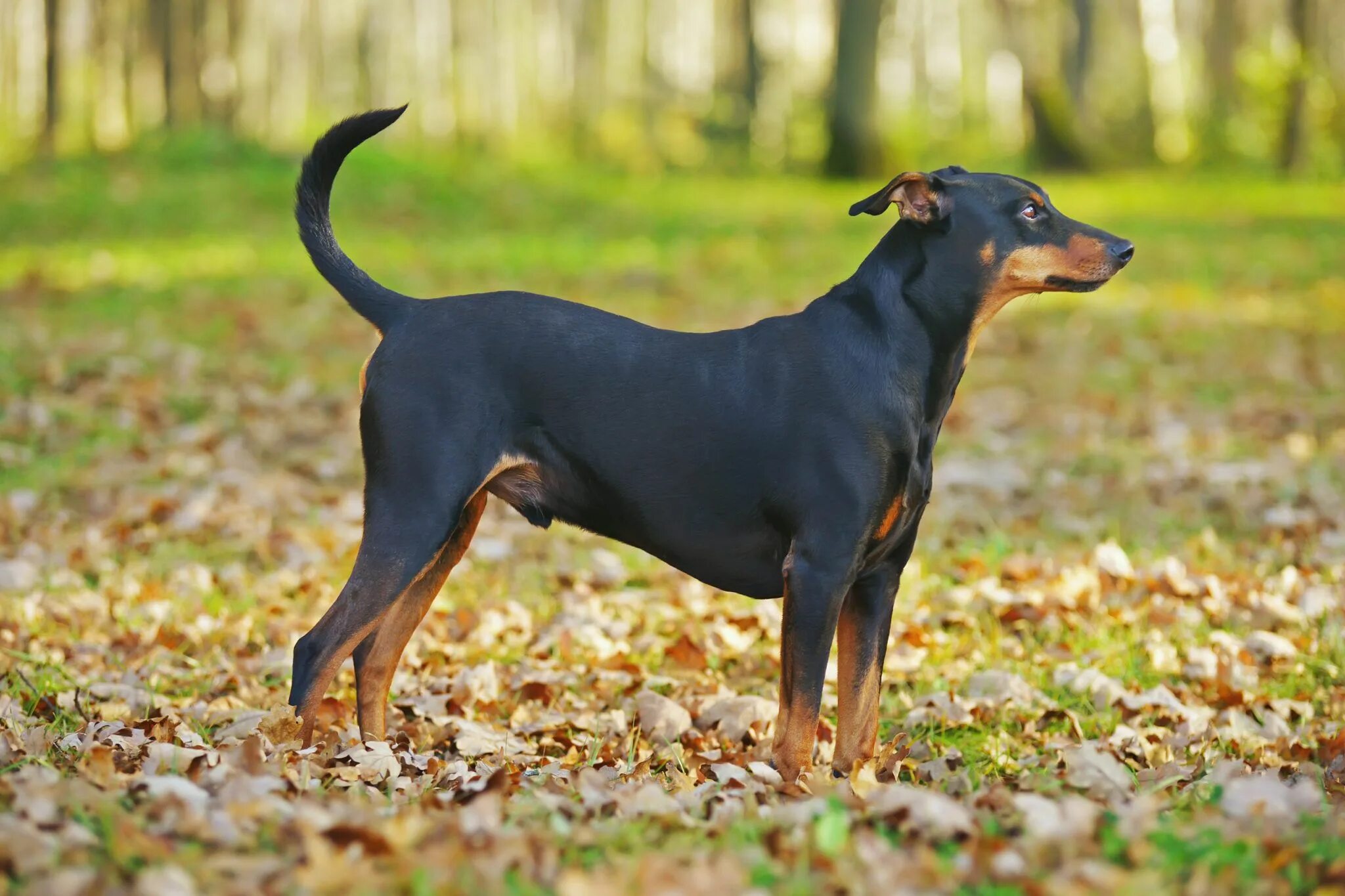 Порода гладкошерстных собак фото с названиями Pinczer niemiecki zooplus Magazyn Pinscher alemão, Cães, Terrier