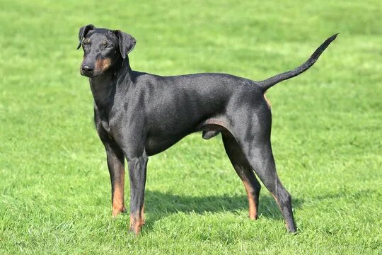 Порода гладкошерстных собак фото с названиями "Manchester Terrier" Изображения: просматривайте стоковые фотографии, векторные 