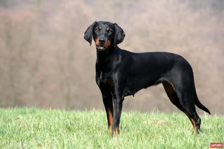 Порода гладкошерстных собак фото с названиями Avusturya Tazısı Cinsi Köpek Özellikleri ve Bakımı Hound dog breeds, Hound, Anim