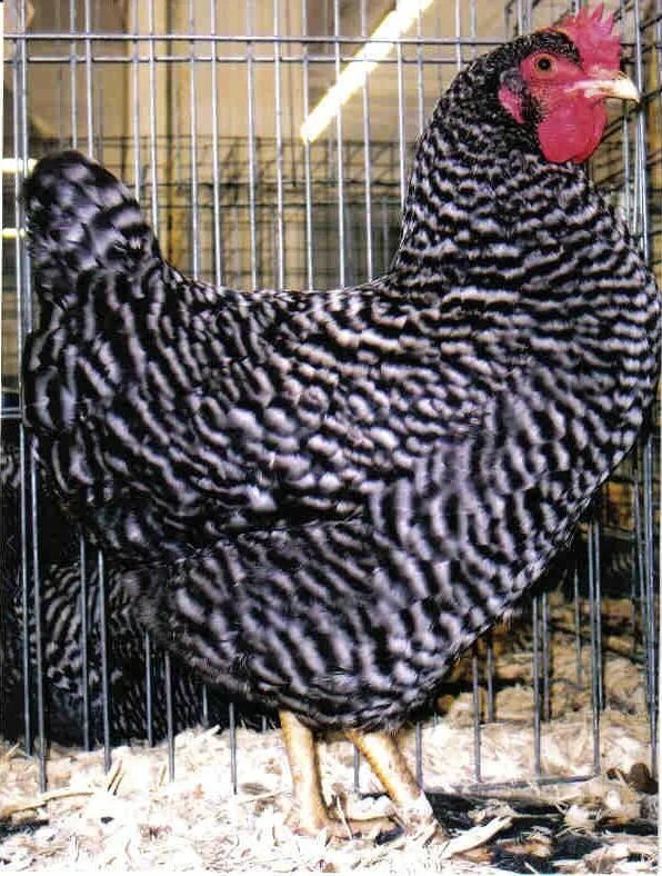 Порода гриз бар фото Barred Rock Chickens For Sale Cackle Hatchery ® Laying chickens, Egg laying chic