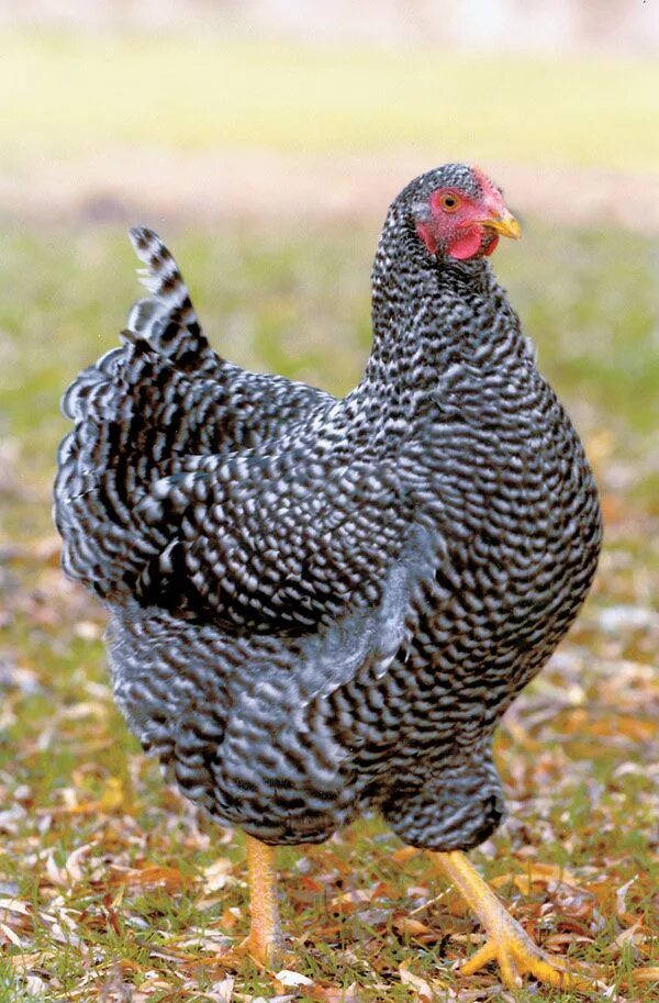 Порода гриз бар описание фото Plymouth Rock Barred Chicken Chickens backyard, Barred plymouth rock chickens, P