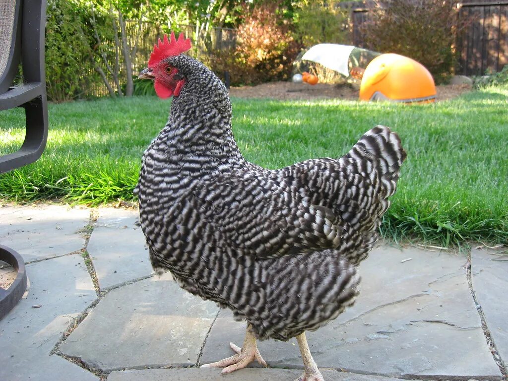 Порода гриз бар описание фото Plymouth Barred Rock and Eglu ZsuZsu in the foreground, st. Flickr