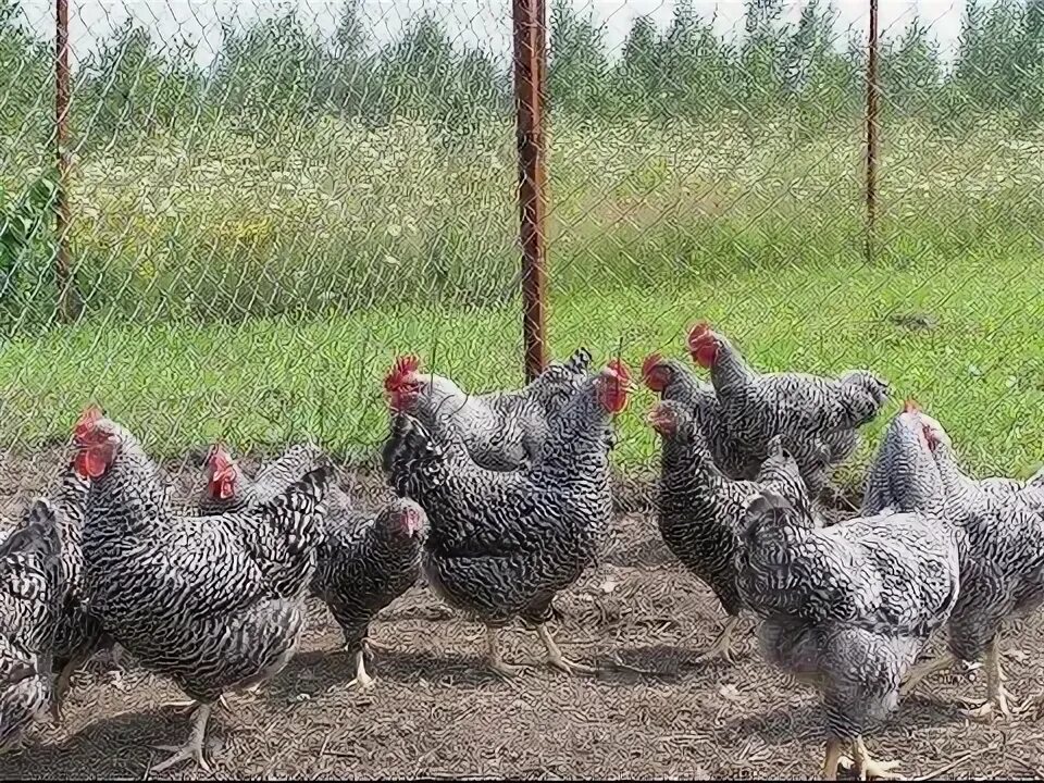 Порода гриз бар описание фото АМРОКС//Характеристика породы кур - YouTube White bird, Pullet, Collecting eggs