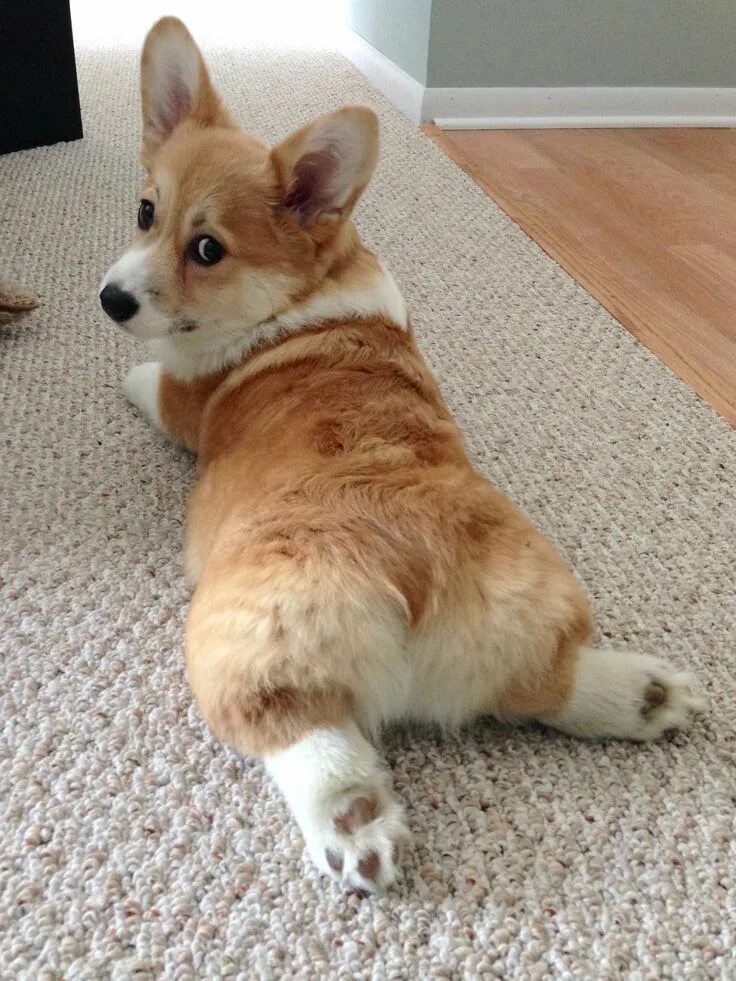 Порода корги фото цена щенка She's a ham and she knows it! #corgi explore Pinterest" #corgi, #corgibutt explo