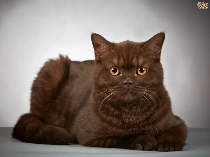 Порода коричневых кошек фото British Shorthair Cat Breed Information Buying Advice Photos and Facts Pets4Home