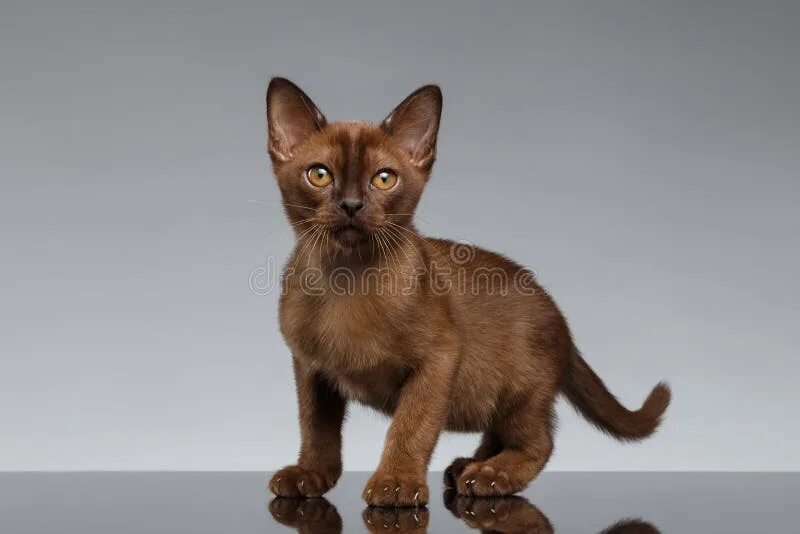 Порода коричневых кошек фото Burma Kitten. Portrait on a Black Background Stock Photo - Image of baby, loving