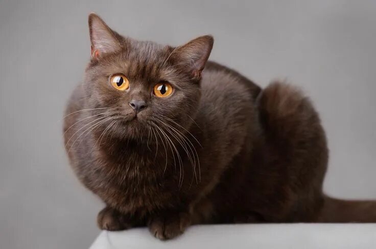 Порода коричневых кошек фото Por qué los gatos no pueden comer chocolate British shorthair cats, British shor