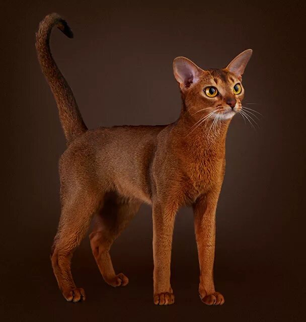 Порода кошек абиссинская фото цена Абиссинская кошка - Abyssinian cat, ABY, Shorthair Котомир