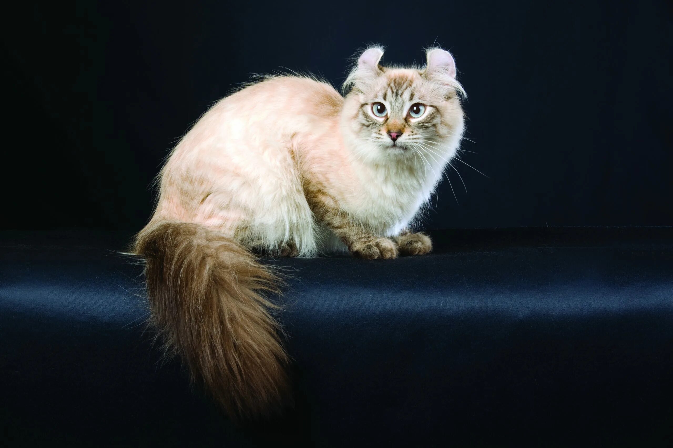 Порода кошек американский керл фото American Curl Cat & Kitten Breed and Adoption Info Petfinder