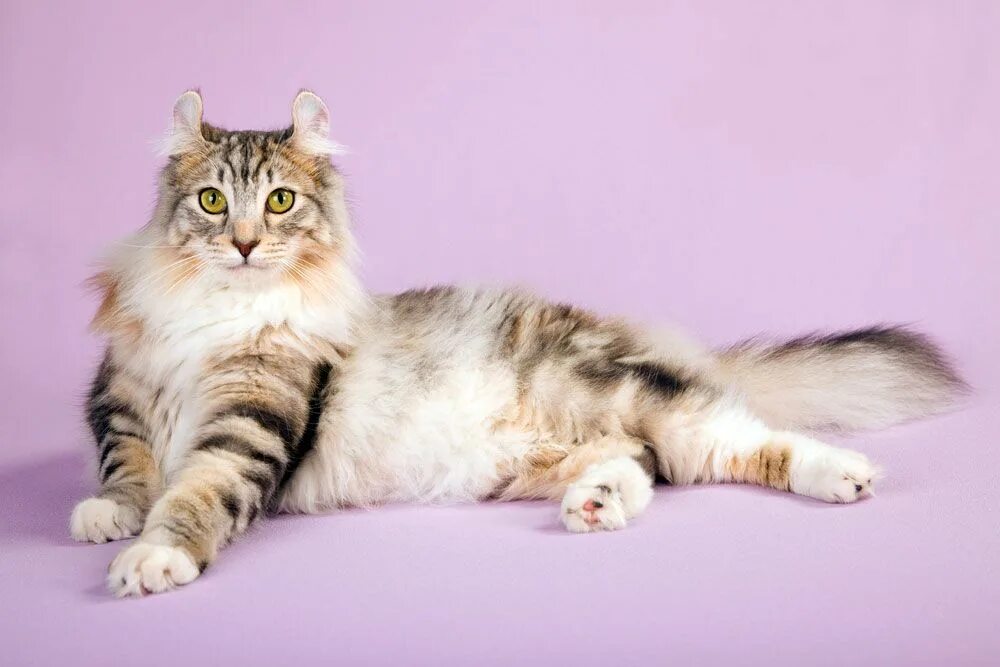 Порода кошек американский керл фото Résultat de recherche d'images pour "AMERICAN CURL" Cat breeds, American curl, C