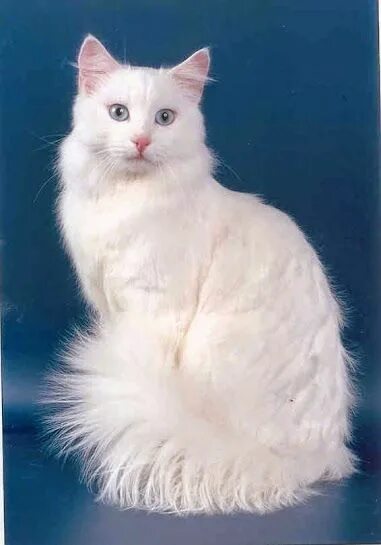 Порода кошек ангора фото Pin by Галина Лазаренко on киски, такие разные Angora cats, Turkish angora cat, 