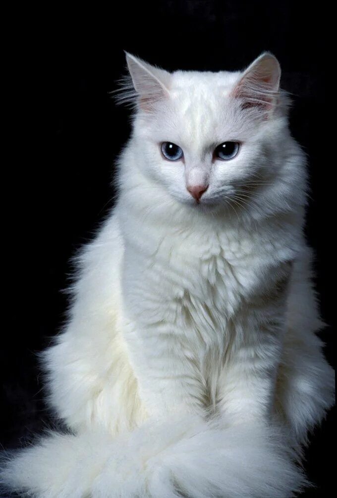 Порода кошек ангора фото Turkish Angora Cat Breed Information & Characteristics Angora cats, Turkish ango