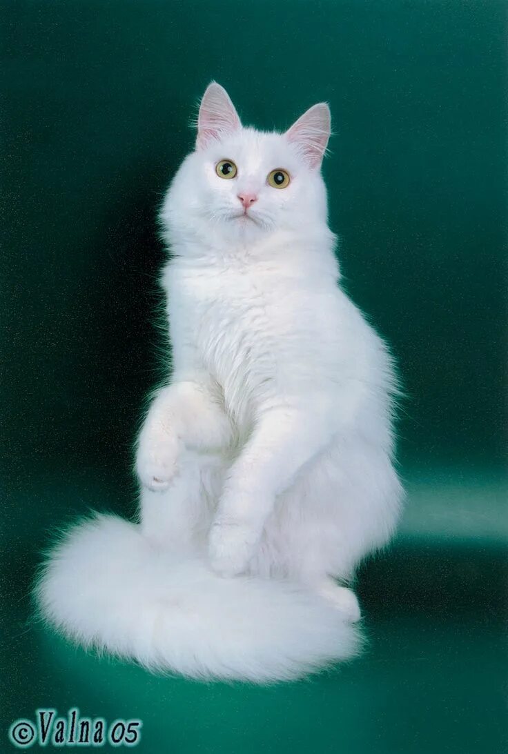 Порода кошек ангора фото turkish angora, Catlar Halona Angora cats, Turkish angora cat, Beautiful cats