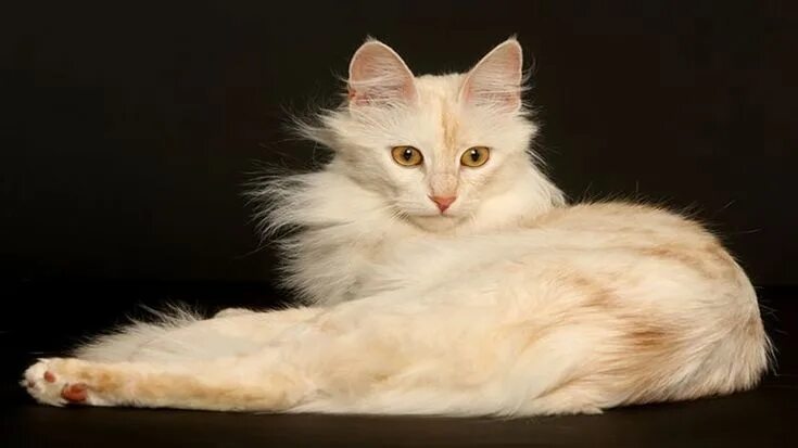 Порода кошек ангора фото Ankara kedisi özellikleri - Ajanimo Turkish angora cat, Angora cats, Beautiful c