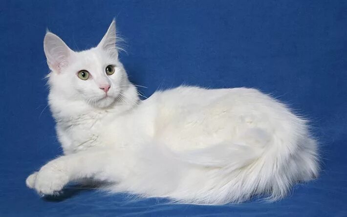 Порода кошек ангора фото Download wallpapers Turkish Angora Cat, domestic cat, 4к, white fluffy cat, pets