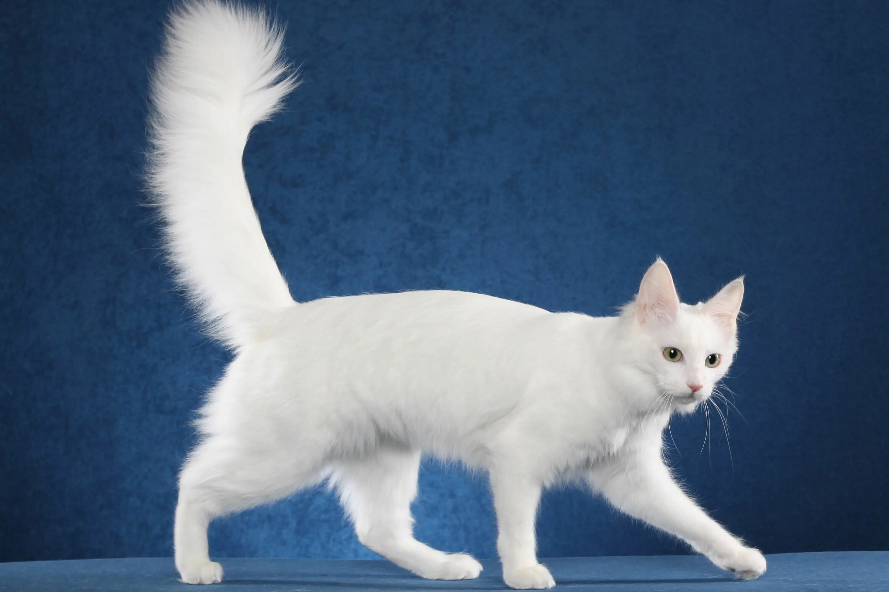 Порода кошек ангора фото Angora Cat Turkish angora cat, Angora cats, Cat breeds