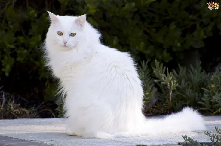 Порода кошек ангора фото Turkish Angora Cat Breed Facts, Highlights & Buying Advice Pets4Homes Turkish an