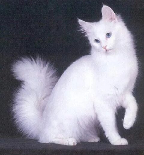 Порода кошек ангора фото Angora cats, Turkish angora cat, White cats