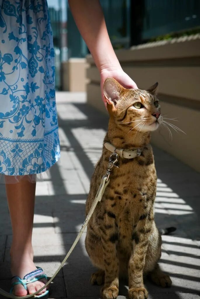 Порода кошек ашера фото цена в рублях The Ashera Cat Cat breeds, Bengal cat, Ashera cat