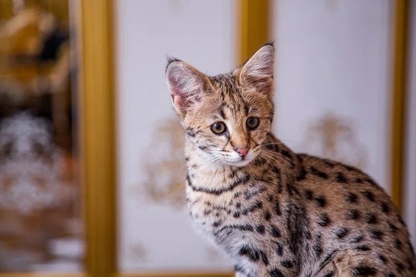 Порода кошек ашера фото цена в рублях Are Savannah Cats Legal in the U.S.? 2024 Info Guide - Catster