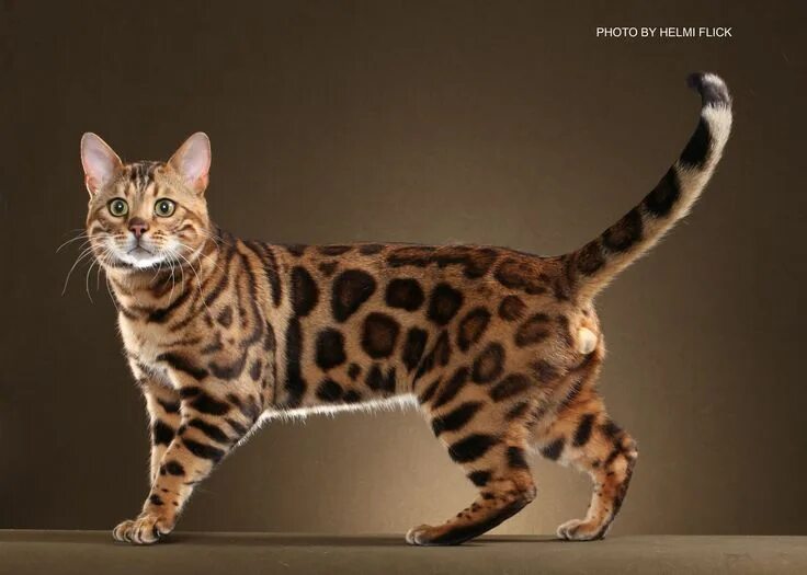 Порода кошек бенгал фото Bengal cat Exotic cat breeds, Cat breeds, Bengal cat for sale