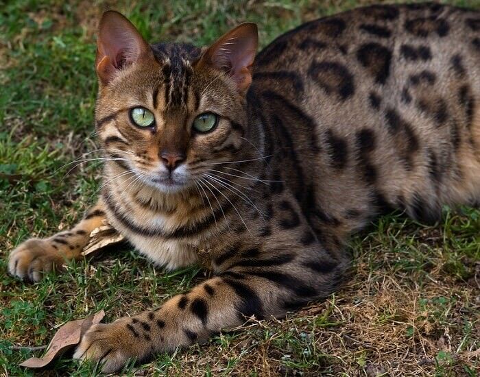 Порода кошек бенгальская фото Bengal Cat Names: 420 Best Names for Bengal Cats PetPress Bengal cat names, Beng