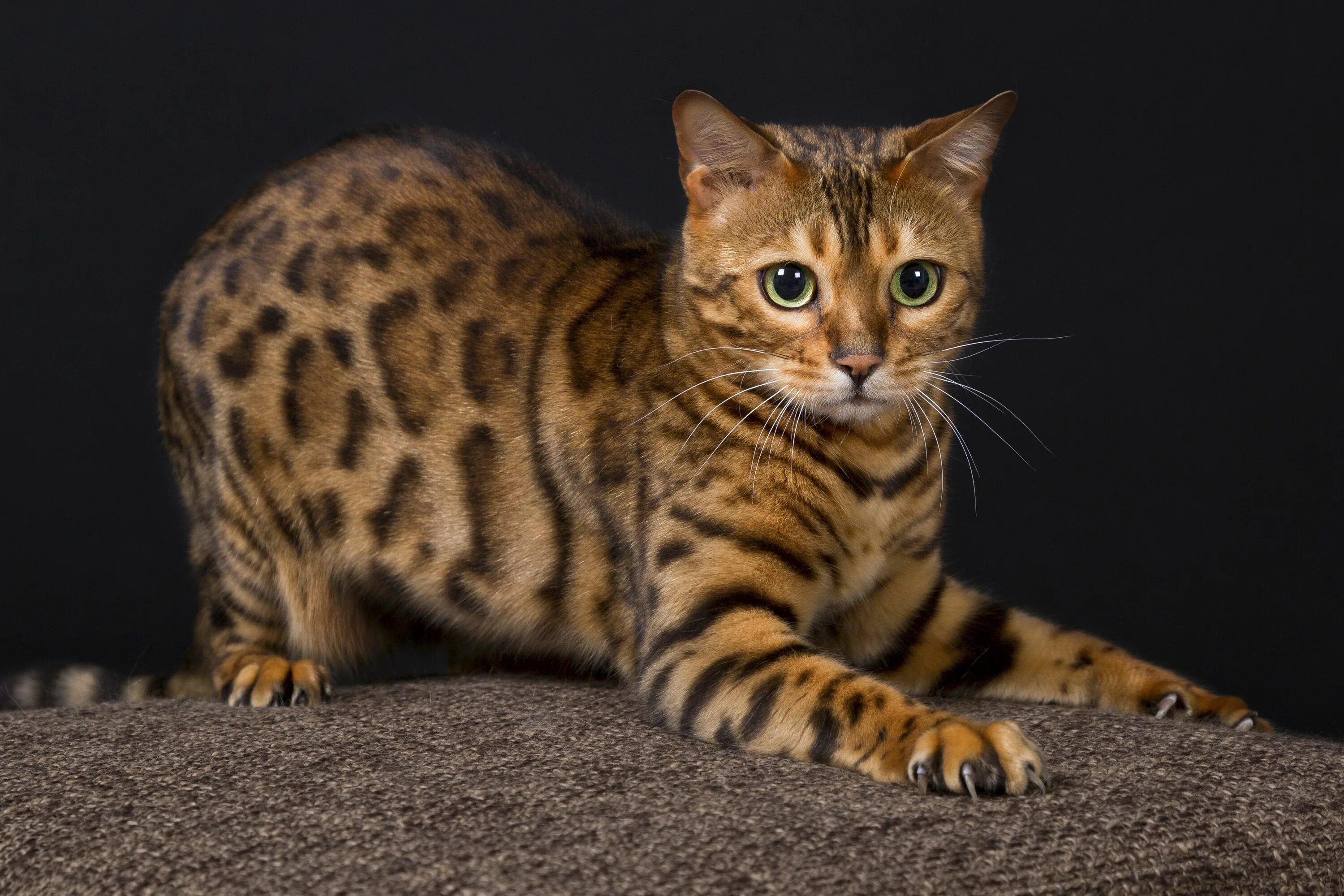 Порода кошек бенгальская фото цена в рублях Bengalkatze Animaux, Chat