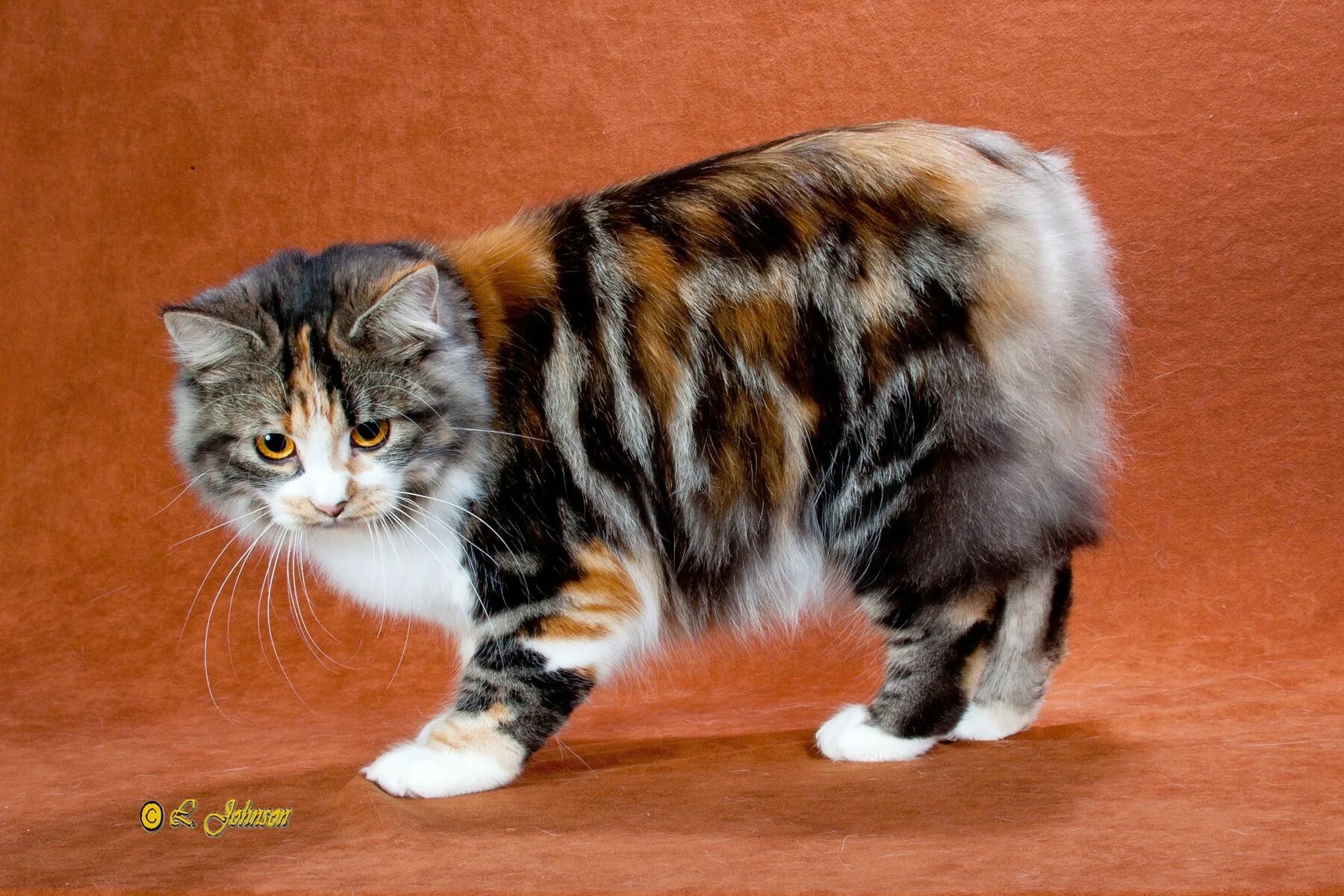 Порода кошек без хвоста фото Manx I had a cat like this 60 years ago. Her name was Numpy. Manx kittens, Manx 