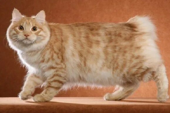 Порода кошек без хвоста фото Ten of the Worlds Rarest Species of Cat and Where to Find Them Cat breeds, Bobta