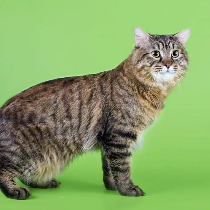 Порода кошек без хвоста фото Kuril Islands Bobtail World of Animal American bobtail cat, Bobtail cat, America