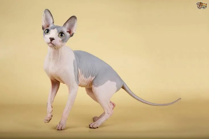 Порода кошек без шерсти фото Image result for sphynx cat Baby hairless cat, Cat breeds, Sphynx cat clothes