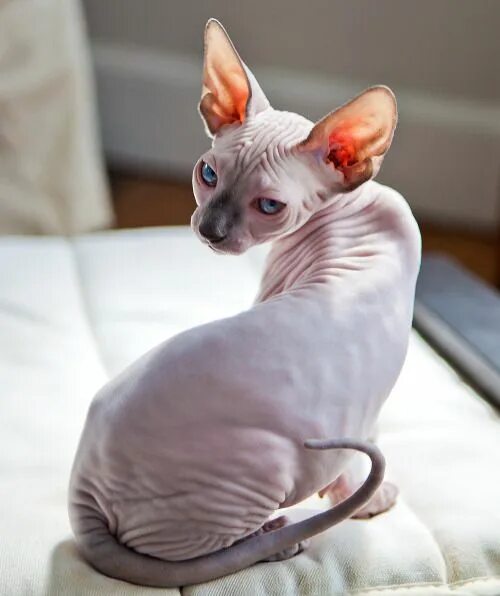 Порода кошек без шерсти фото Anna Grrrl Hairless cat, Cute hairless cat, Cats