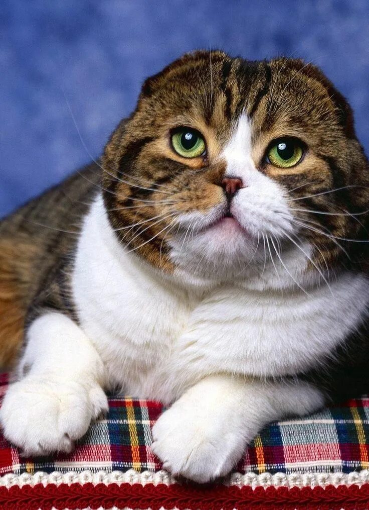 Порода кошек без ушей фото If Famous US Presidents Were Replaced With Cats Cat scottish fold, Scottish fold