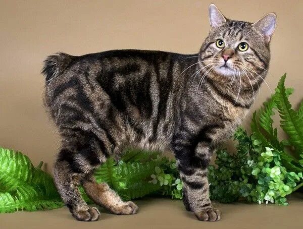 Порода кошек бобтейл фото описание породы Kuril bobtail - a cat with a fluffy pompon instead of a tail.