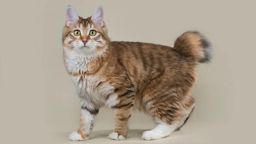 Порода кошек бобтейл фото описание породы 5 facts about the Kurilian Bobtail, the most unusual Russian cat breed (PHOTOS) 