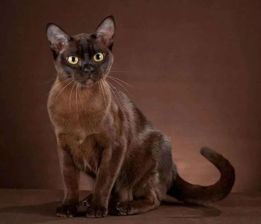 Кошка Бурма Rare cats, Cat breeds, Burmese cat