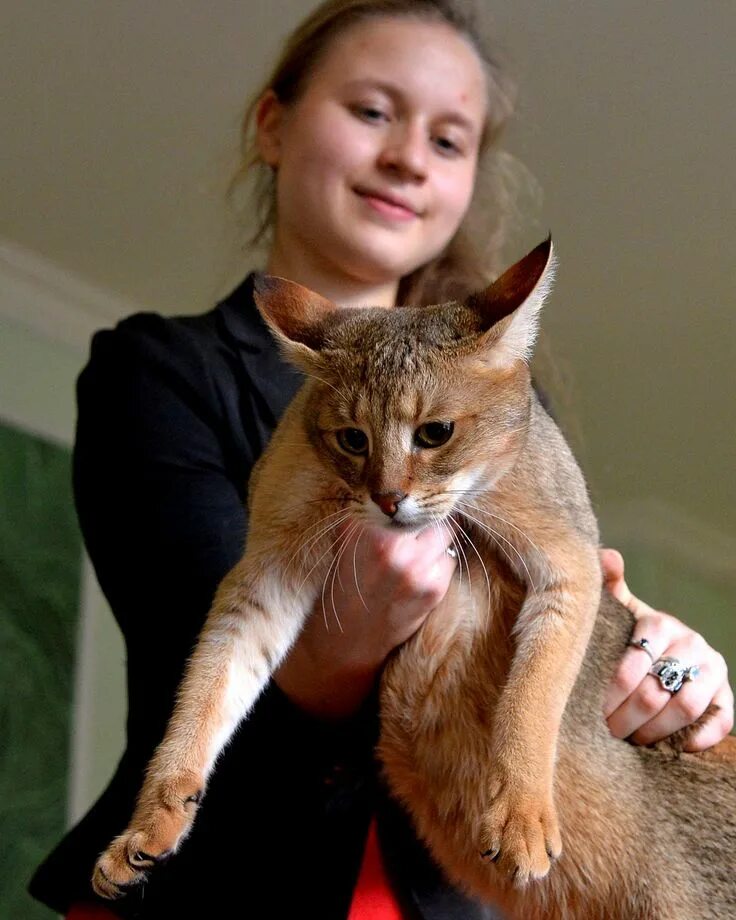 Порода кошек чаузи фото Chausie Cat - A Unique and Exquisite Breed