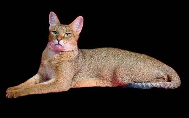 Порода кошек чаузи фото описание Chausie - New Breed Domestic Cats Chausie cat, Purebred cats, All cat breeds