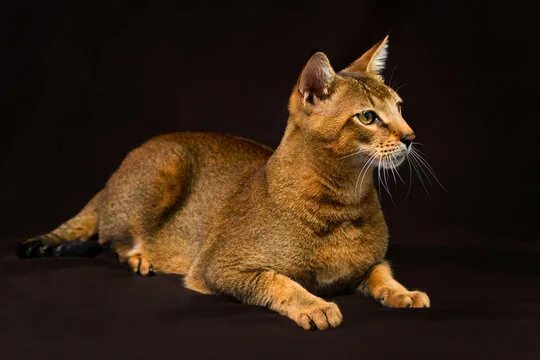 Порода кошек чаузи фото описание Abyssinian Cat Portrait Зображення - огляд 12,187 Стокові фото, векторні зображе