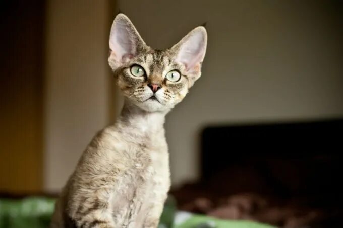 Порода кошек девон рекс фото Devon Rex Cat Breed Information, Pictures, Characteristics & Facts Devon rex cat