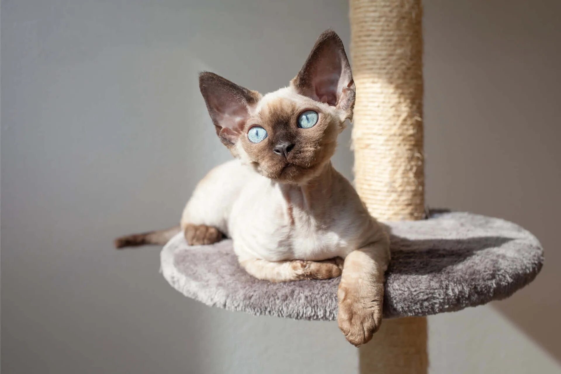 Порода кошек девон рекс фото цена Download A charming Devon Rex cat resting comfortably indoors Wallpaper Wallpape