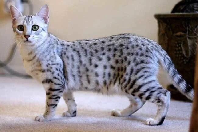 Порода кошек египетская мау фото кошка египетская мау фото Egyptian mau, Domestic cat breeds, Cat breeds