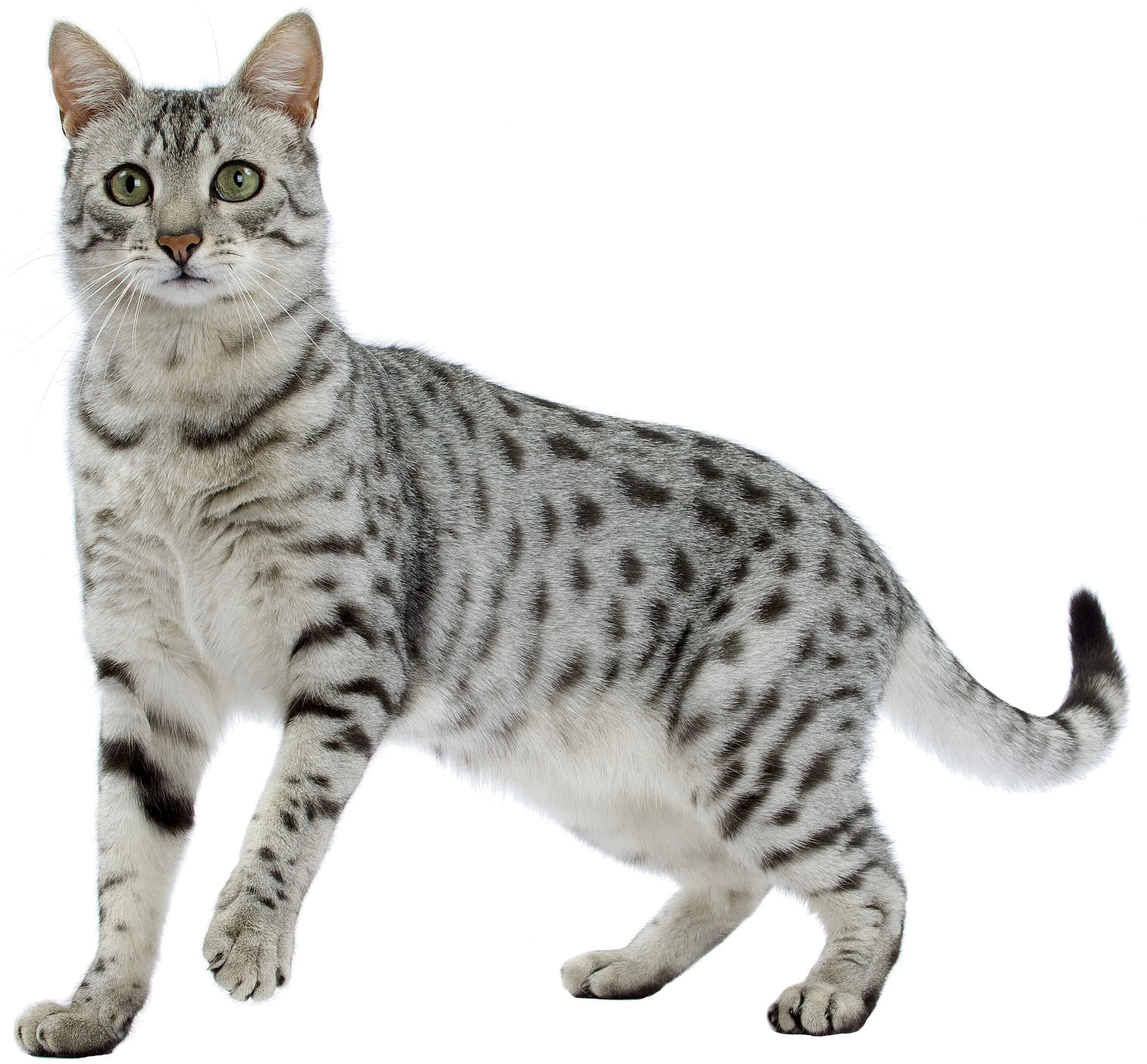 Порода кошек египетская мау фото Египетский Мау, Egyptian Mau